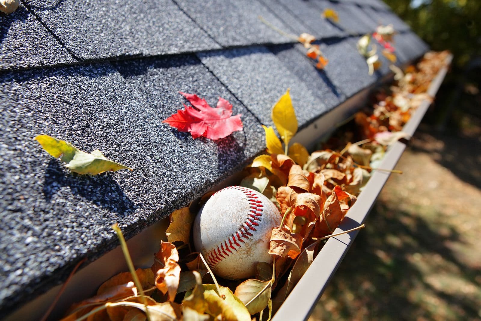 High-angle close-up view of a metal rain gutter attached to a grey asphalt shingle roof, clogged with dry autumn leaves and a stray baseball.